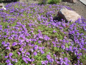 Verbena hybrida 'Tapien Purple'